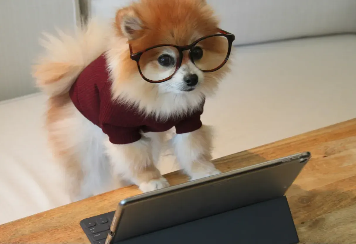 A dog using a laptop to showcase Pet Tech